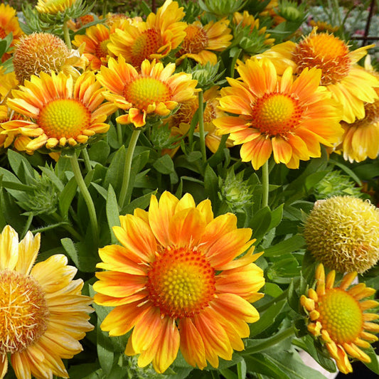 Gaillardia-Arizona Apricot