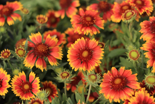 Gaillardia-Arizona Sun