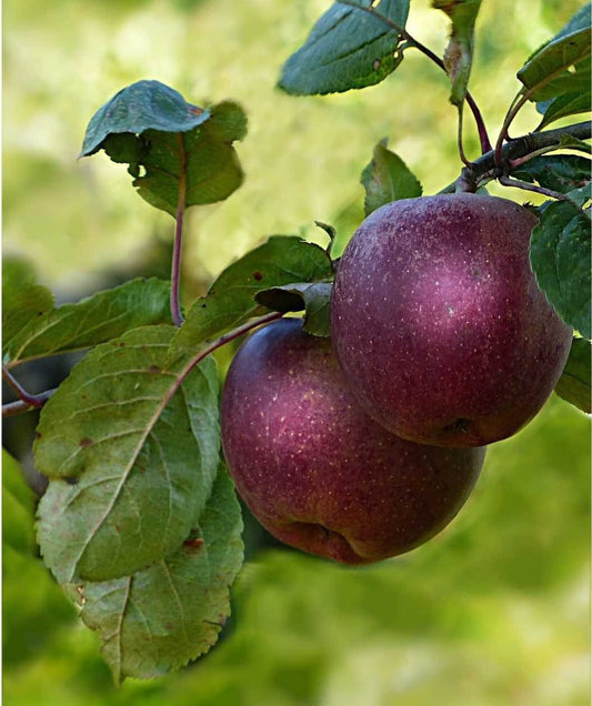 Arkansas Black Apple
