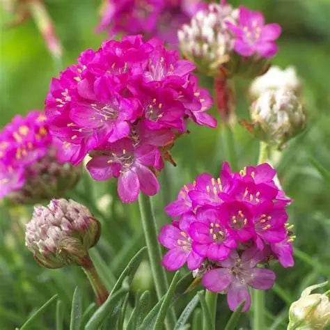 Armeria Splendens