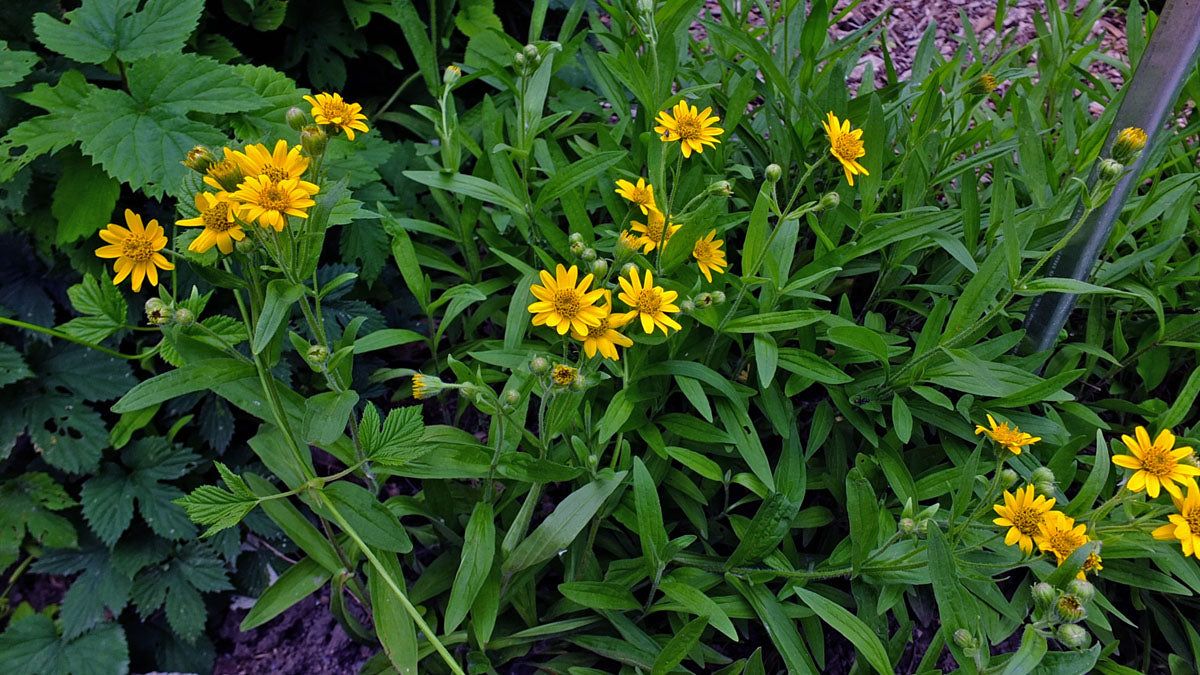 Arnica Chamissonis