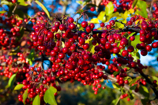 Aronia Red Chokeberry