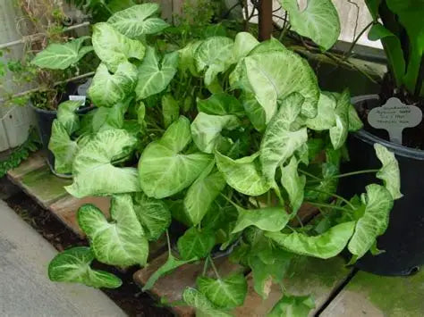 Syngonium Arrow Vine