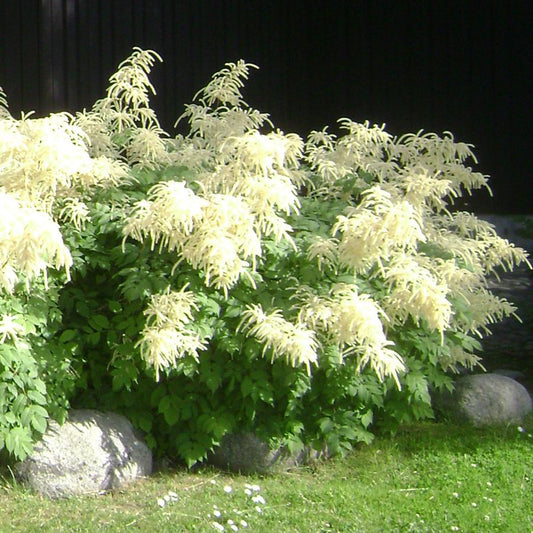 Aruncus-Dioicus