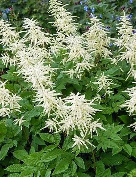 Aruncus White Goat's Beard