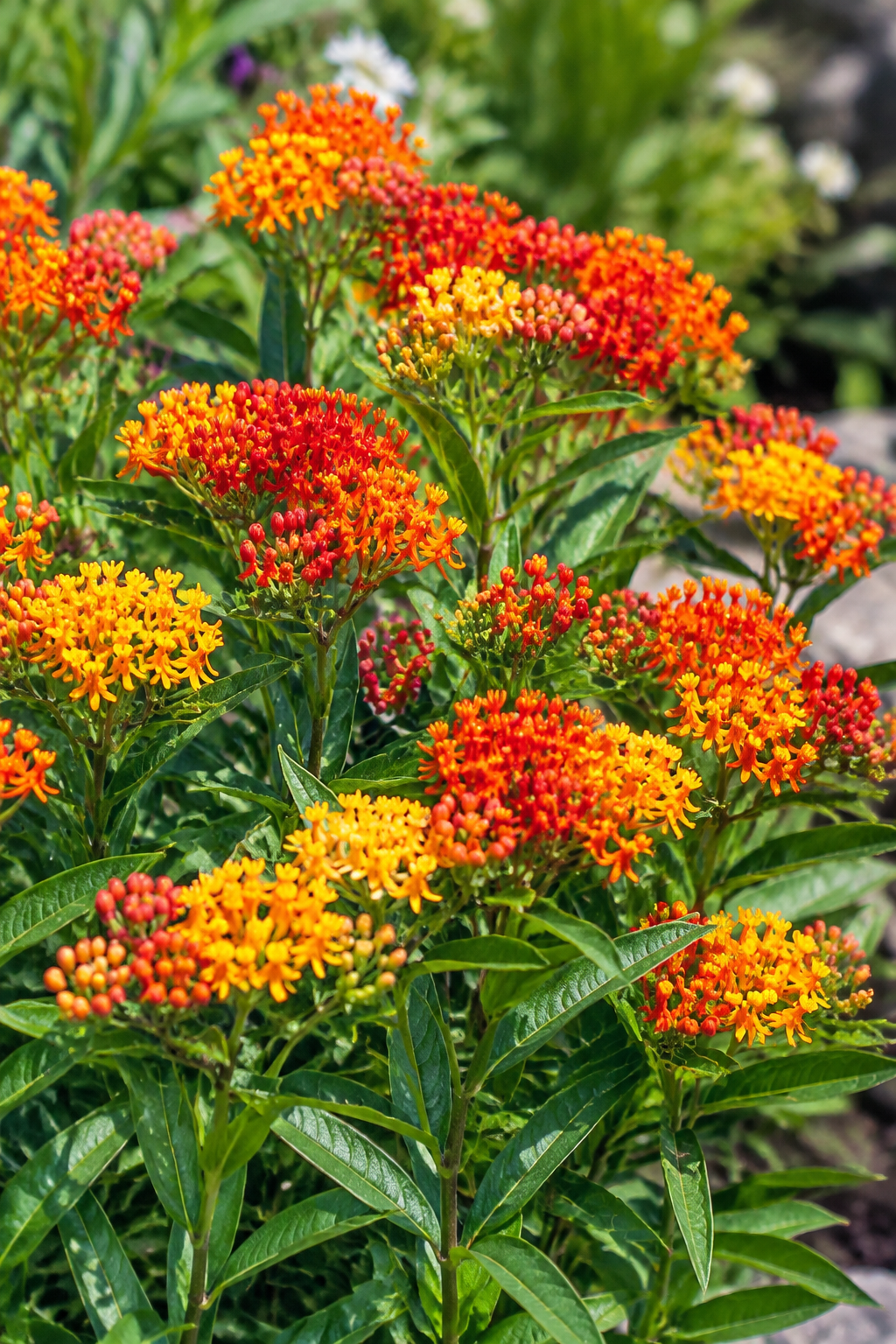 Asclepias Tuberosa gay butterfly