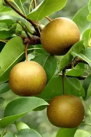 Asian 20th Century Pear
