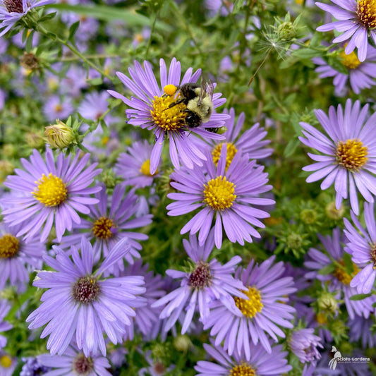 Aster-October Skies