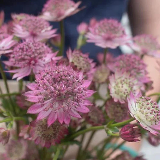Astrantia Mauve