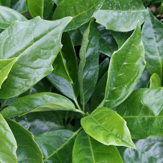 Aucuba Laurel