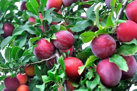 Au Rosa Plum