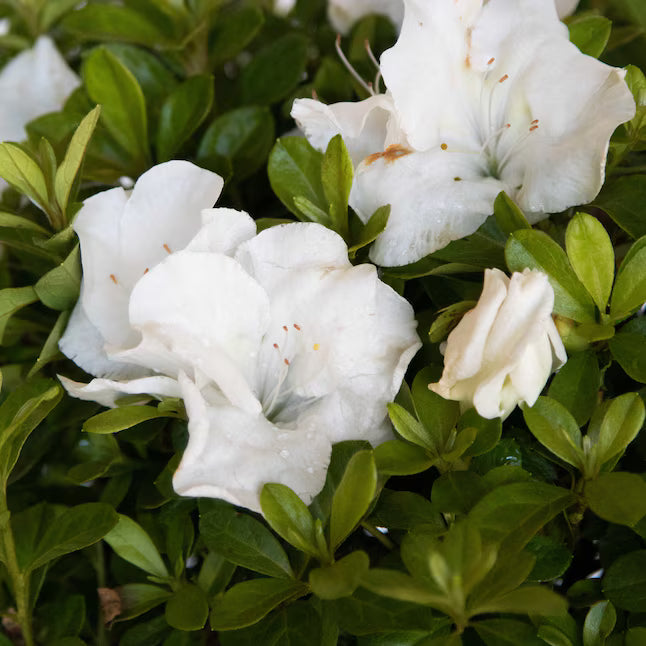 Azalea Autumn Angel