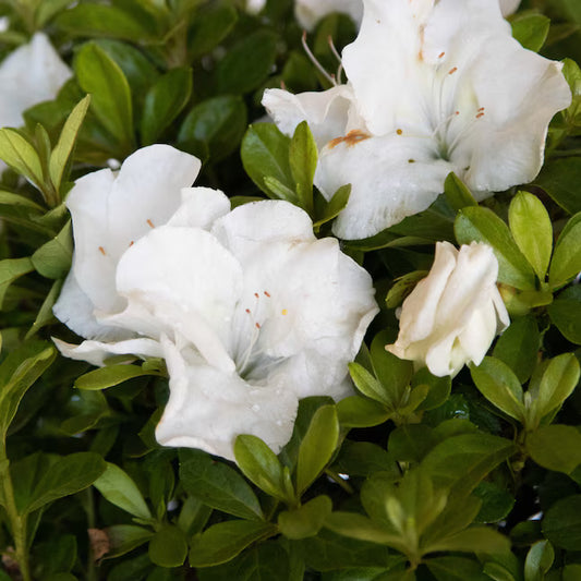 Azalea Angel White Tree