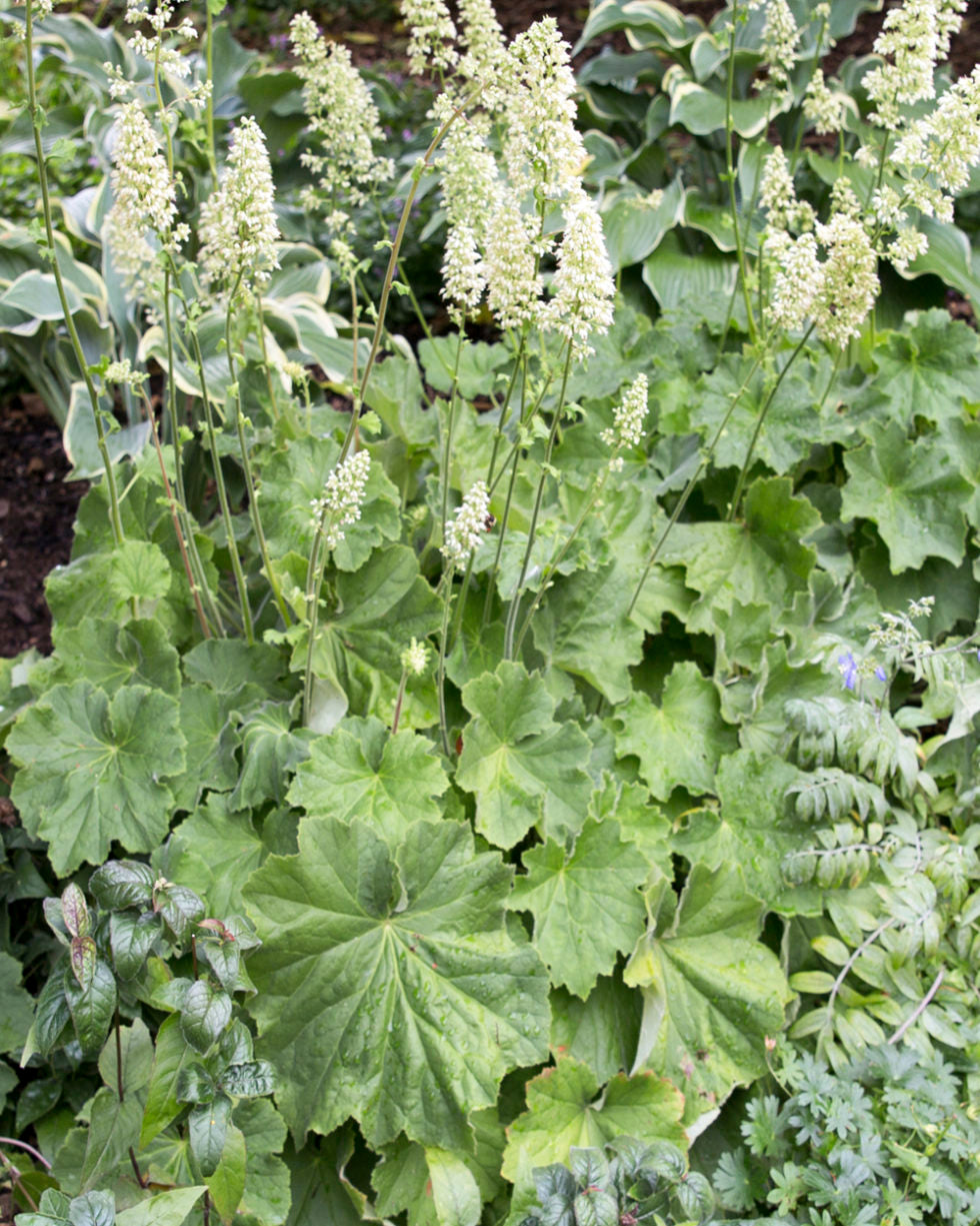 Heuchera-Autumn Bride