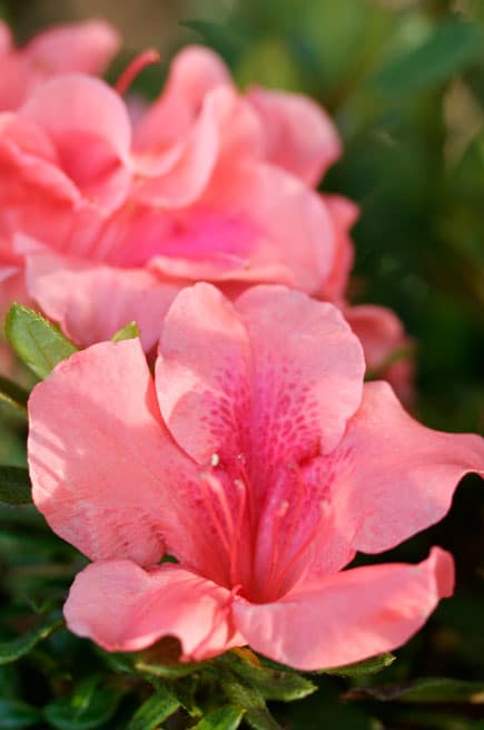 Azalea Autumn Coral