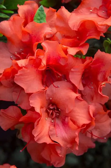 Azalea Autumn Embers