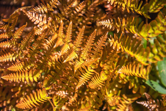Fern Autumn