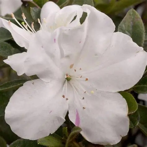 Azalea Autumn Lily