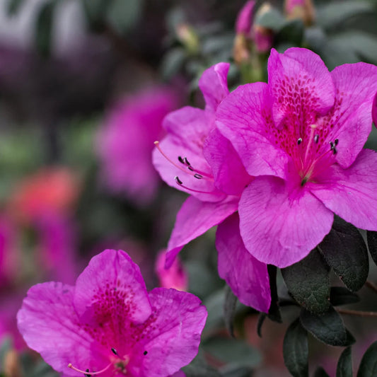 Azalea Royalty Purple Tree