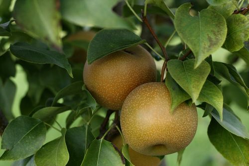Ayers Pear