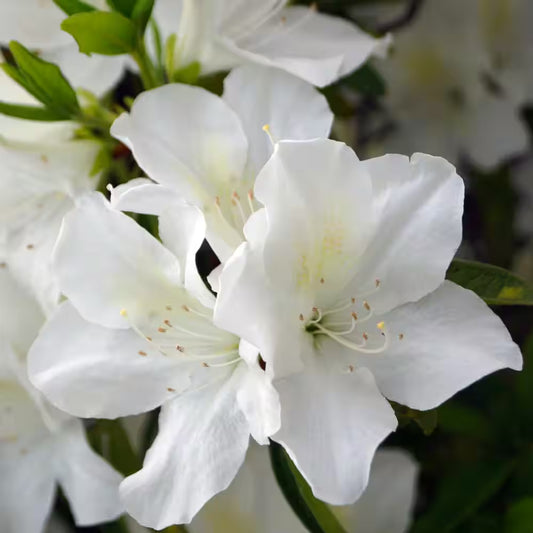 Azalea Irish Cream
