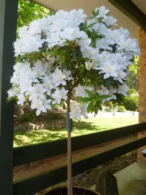Azalea Lily White Tree
