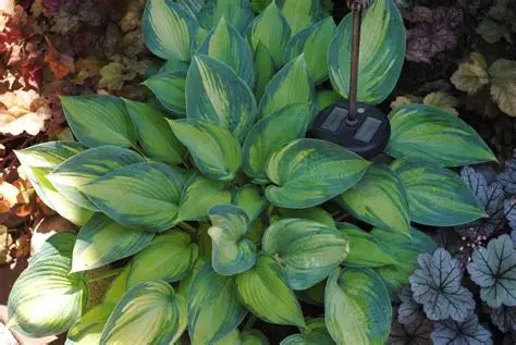 Hosta Baby Gem