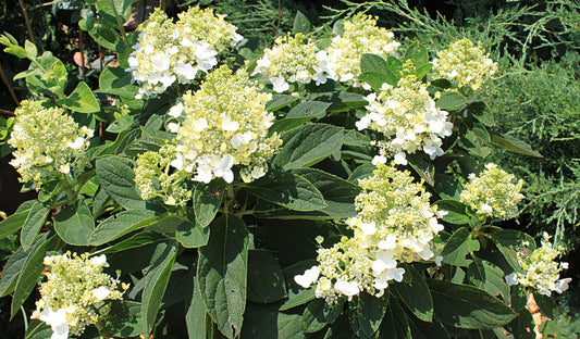 Hydrangea Baby Lace