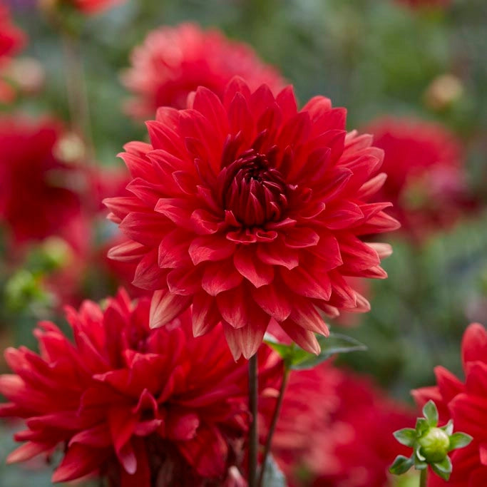 Dahlia-Babylon Red