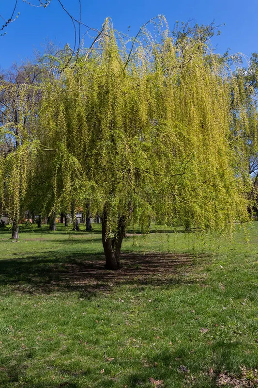 Babylon Weeping Willow