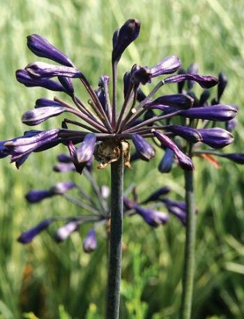 Agapanthus Back in Black