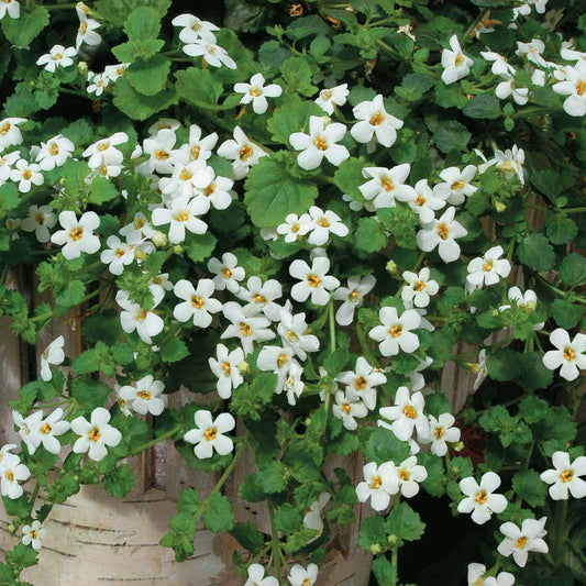 Bacopa Snow White