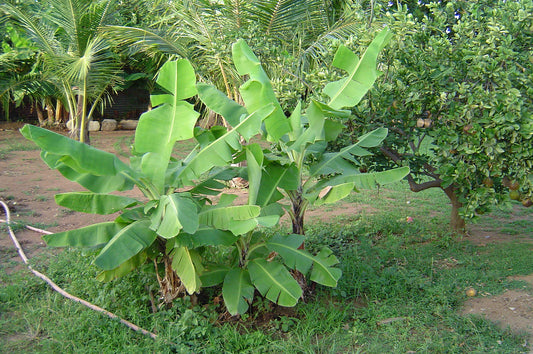 Cavernidish Dwarf Banana Tree