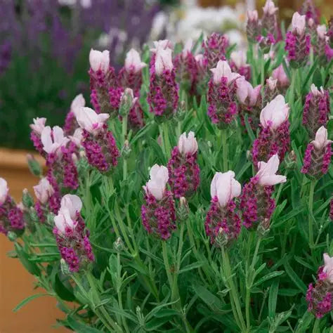 Lavender Bandera Pink