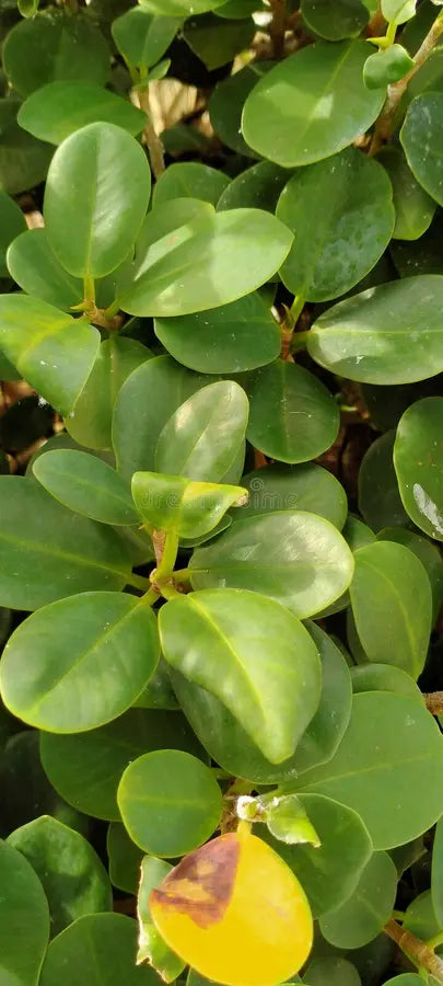 Fig Ficus Chinese Banyan