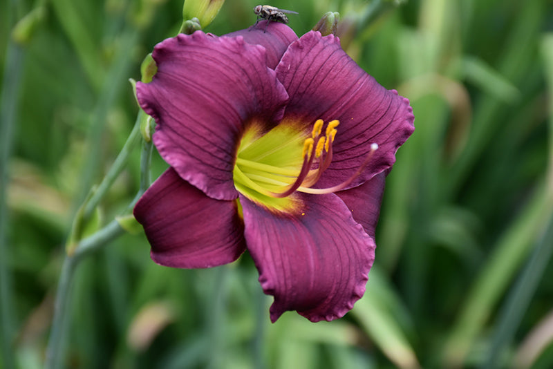 Daylily Barbary Corsair