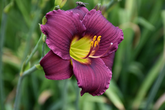 Daylily Barbary Corsair