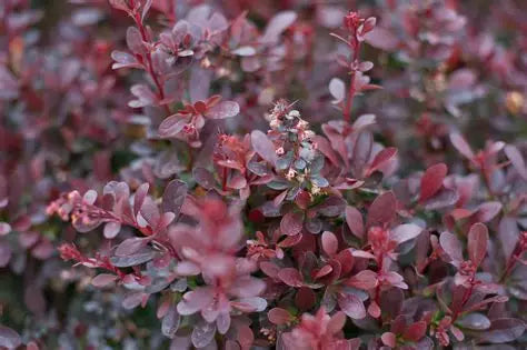 Barberry Crimson Pygmy