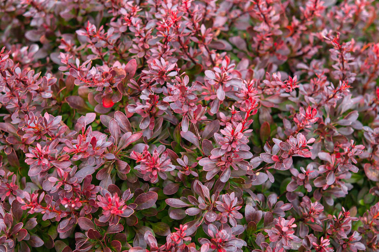Barberry Red