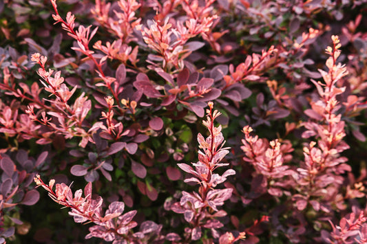 Barberry Rosy Glow