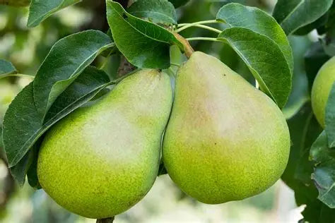 Green Barlett Pear
