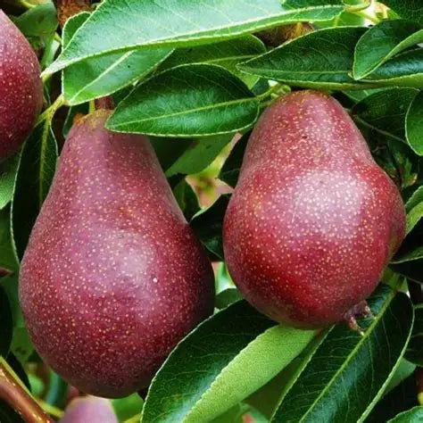 Red Bartlett Pear