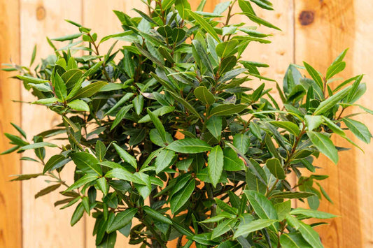 Bay Laurel