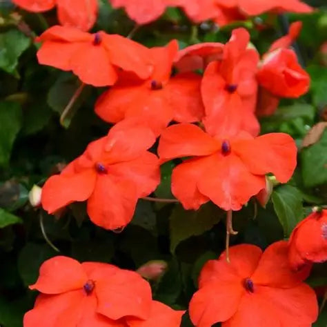 Impatiens Beacon Orange