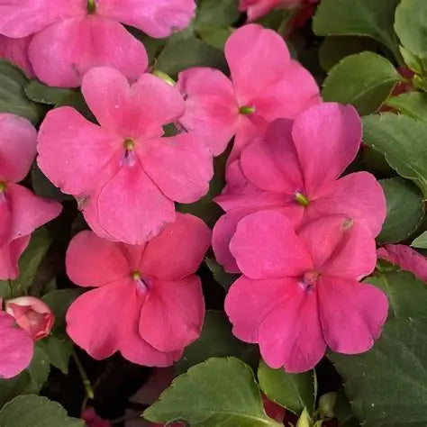 Impatiens Beacon Pink