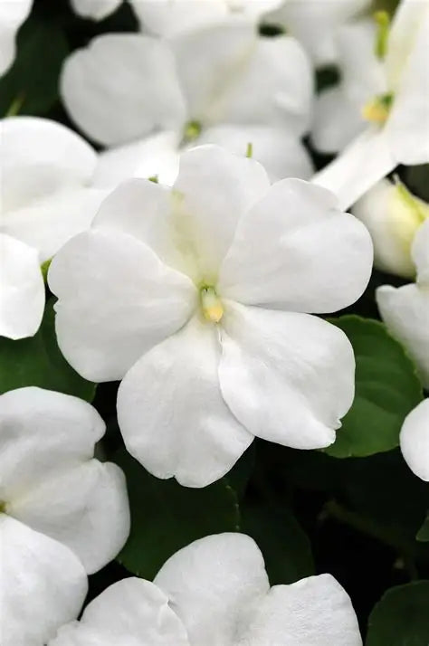 Impatiens Beacon White
