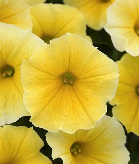 Petunia Bee's Knees