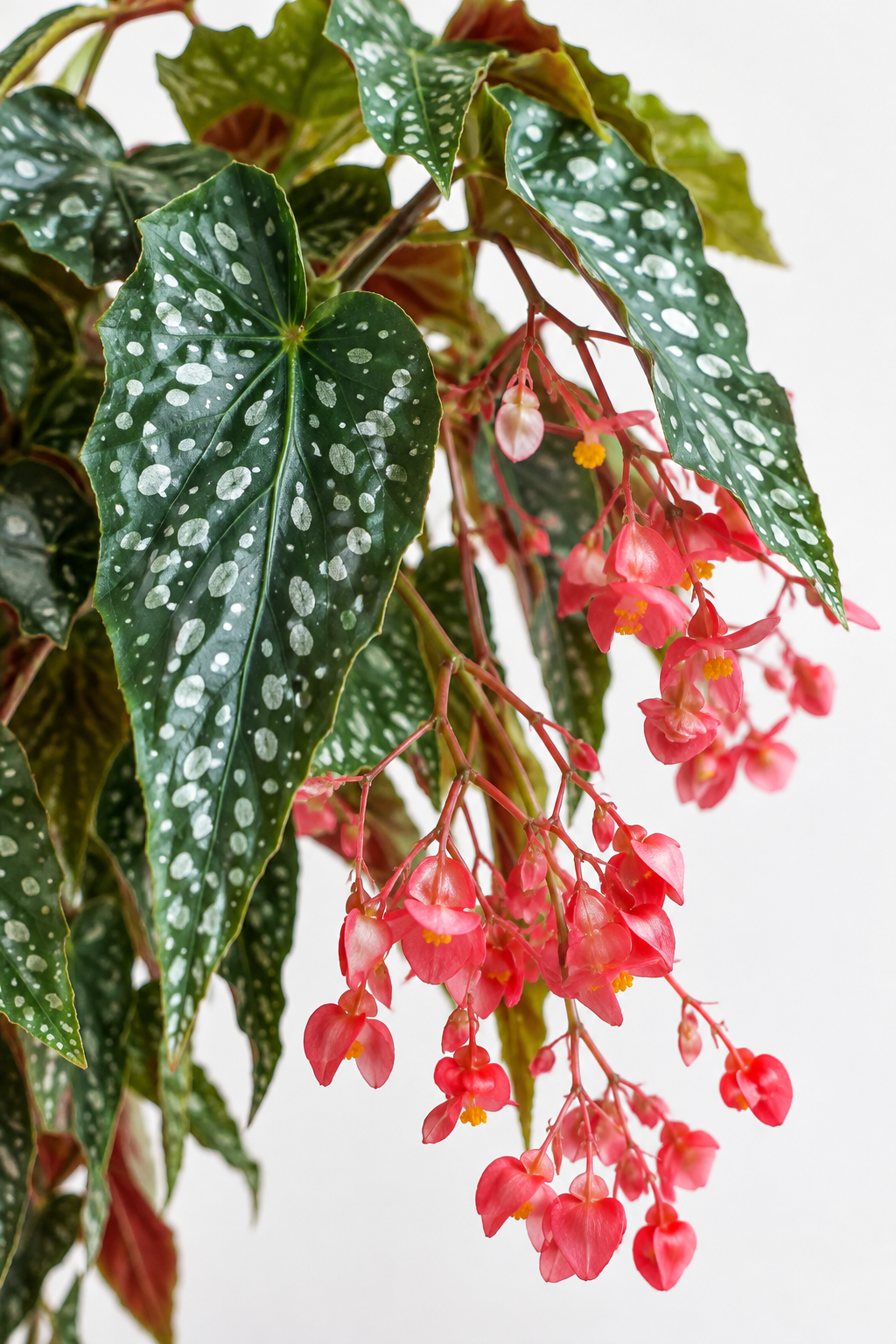 begonia angel speckled bird