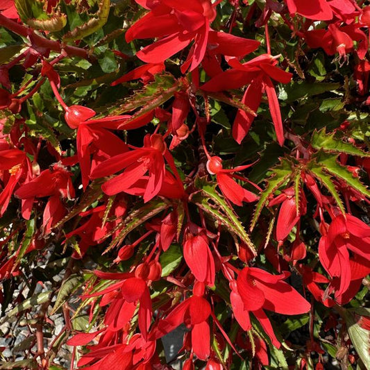 Begonia Groovy Red