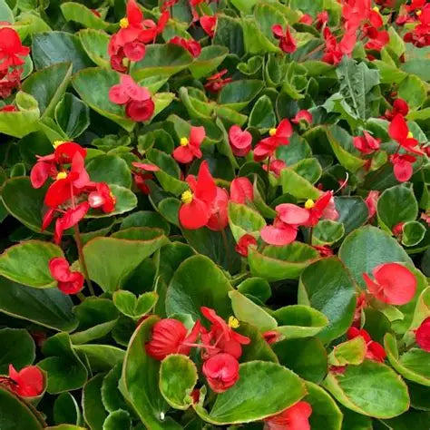 Begonia Red on Green